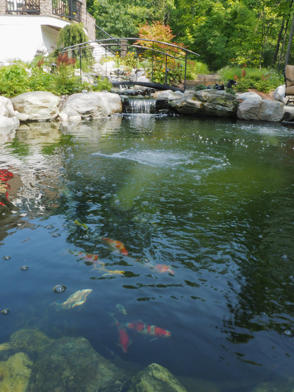 Koi pond, landscape design, water garden design, water feature
